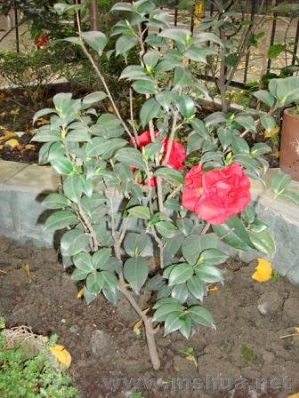 DSC03833.JPG