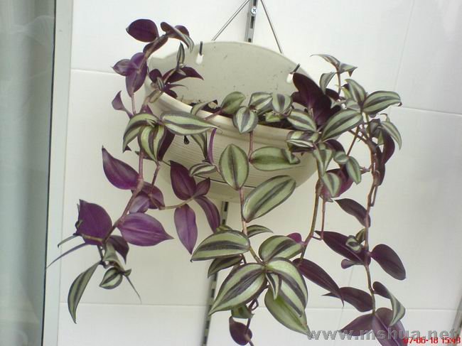 ������С 05.JPG