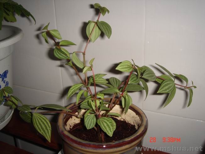 ������С 01.JPG