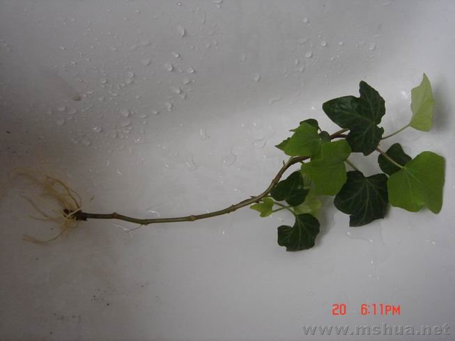 ������С 09.JPG