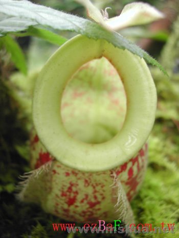 �ҵĶ��Ӷ�����ι�Ұ�