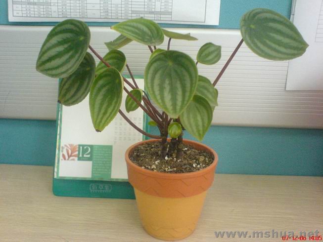 ������С DSC00551.JPG