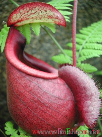 ֲ��Խ��������Խ����