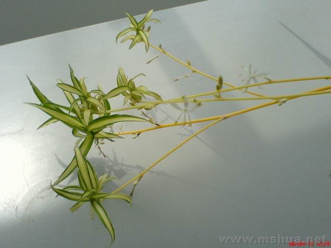 ������С 12.JPG