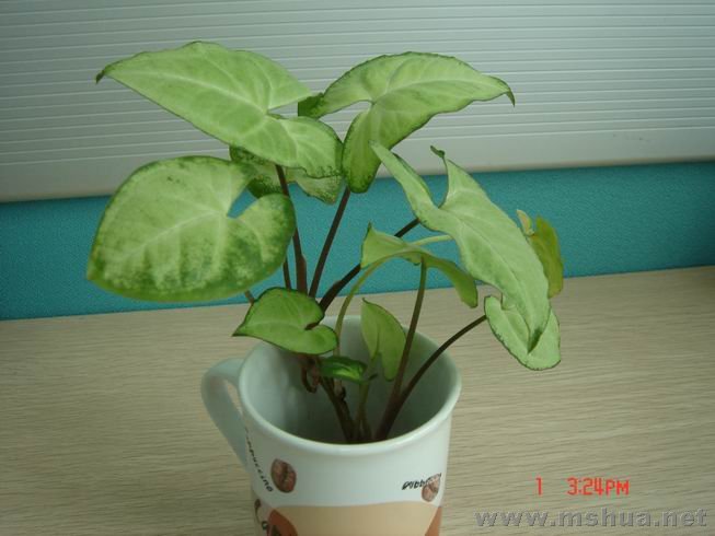 ������С 08.JPG