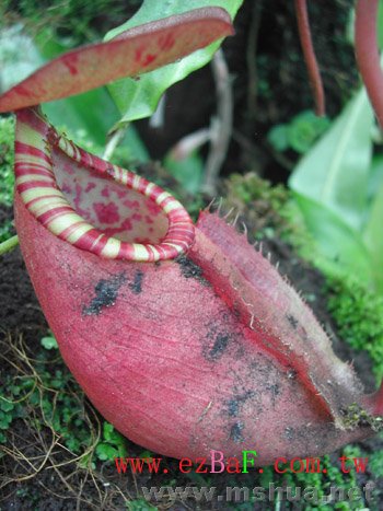 ���Ŵ���������