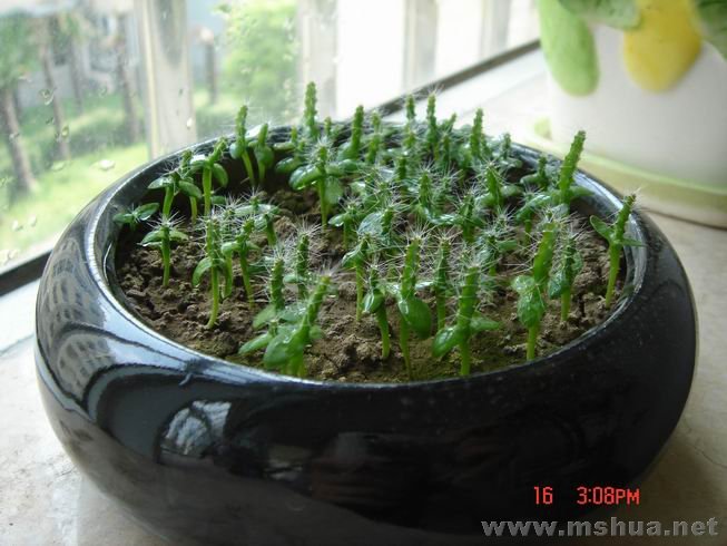 ������С 07.JPG