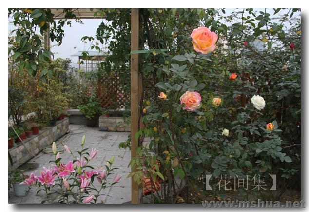 IMG_0233 ����.jpg