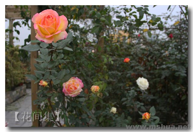 IMG_0234 ����.jpg