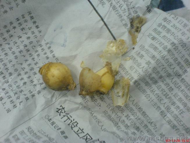 ������С ѩ�⻨�ۺ�.JPG