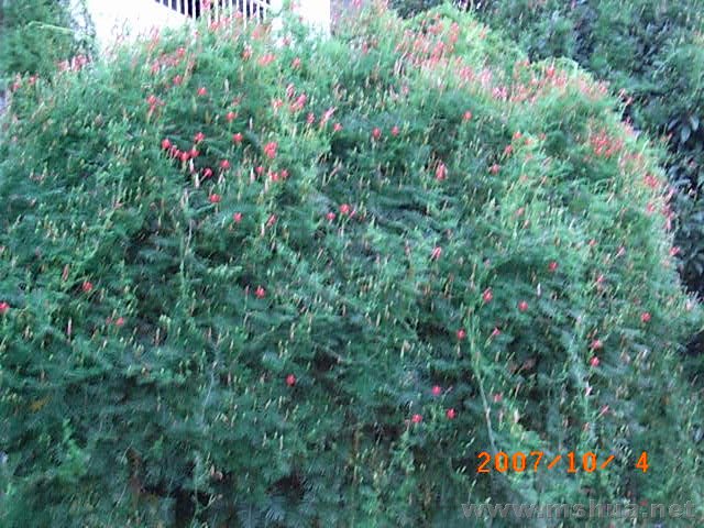 RIMG0026.JPG
