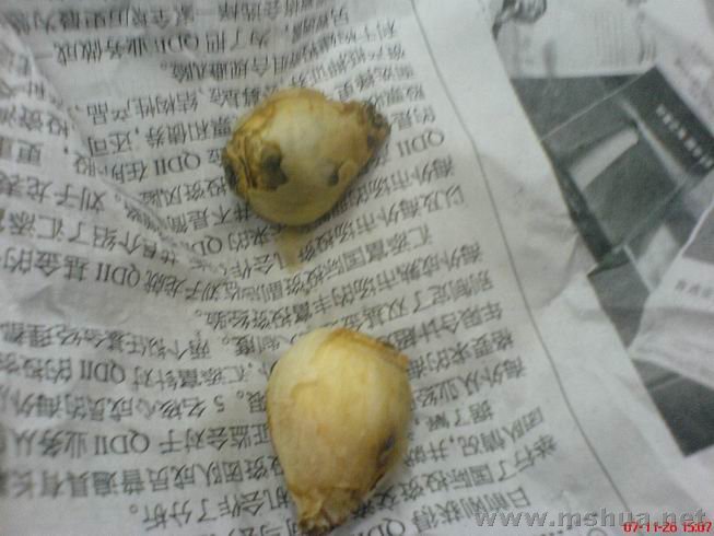 ������С ѩ�⻨��ɫ.JPG