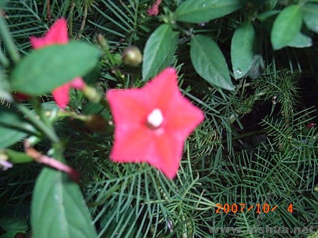 RIMG0034.JPG