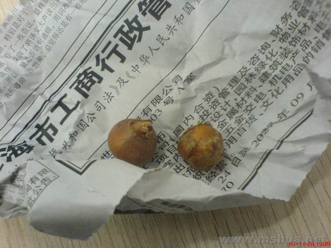 ������С ����ٺ���ɫ.JPG