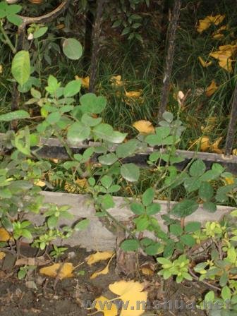 ���컨�Ķ໨�¼�