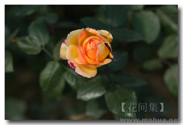 IMG_8870 ����.jpg