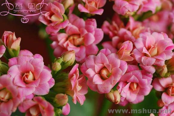 �������� ����.jpg