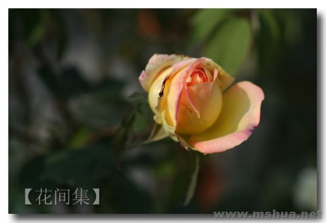 IMG_8871 ����.jpg