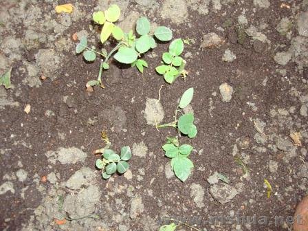 �����Ƿۺ�ƽС��