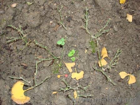 �⼸��Ҳ��΢���¼�