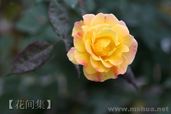 IMG_0226 ����.jpg