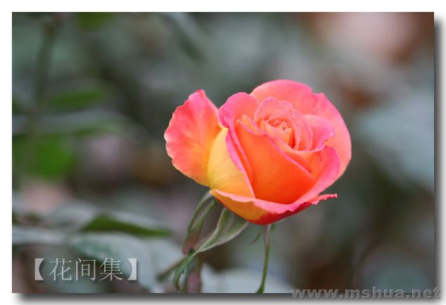 IMG_0227 ����.jpg