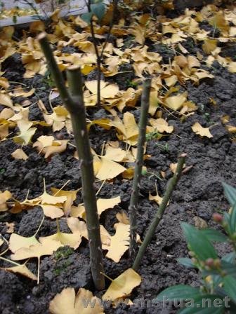 ��������ǹ���