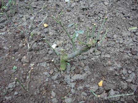 �����ýв������֣������Ļ��ÿ�