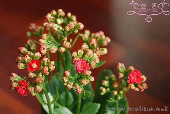 ������ ����.jpg