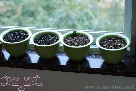 ������ ����.jpg