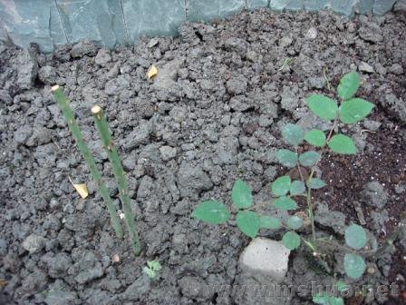 ����һ���Ƿۺ�ƽ������Ĳ�֪��