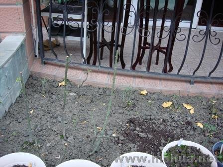 �������¼����Ļ����ܴ�һ�ô�죬һ����챳�ƣ�һ�ð��д���