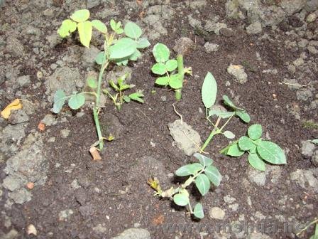 ��֪����ʲôƷ�ֵ�С��