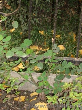 ��û���ü��޼����¼�