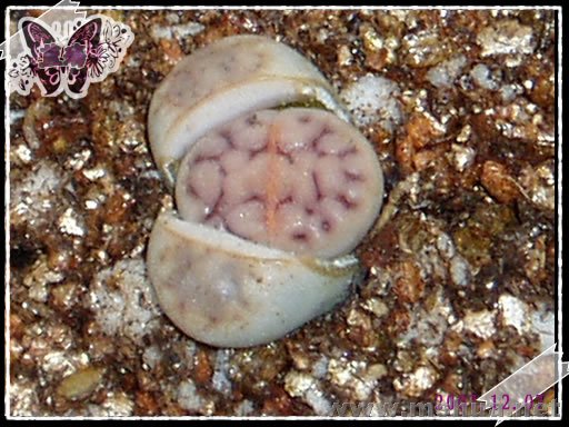 ������շ�û���,ʵ���ǿ�����̫������