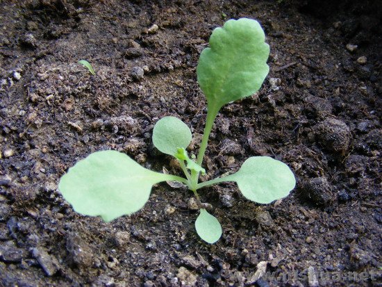 Papaver orientale Coral Reef.jpg