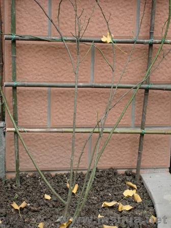 ���ɫ������ζ�����£������׶೤��