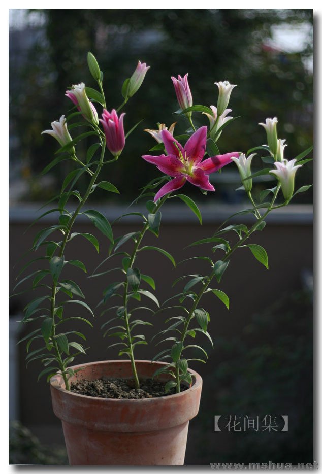 IMG_8899 ����.jpg