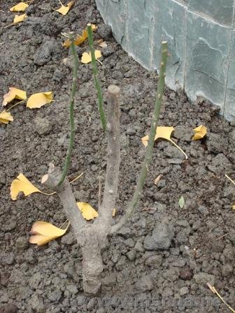 ������ɯ�ף��۸񲻹�������һ��