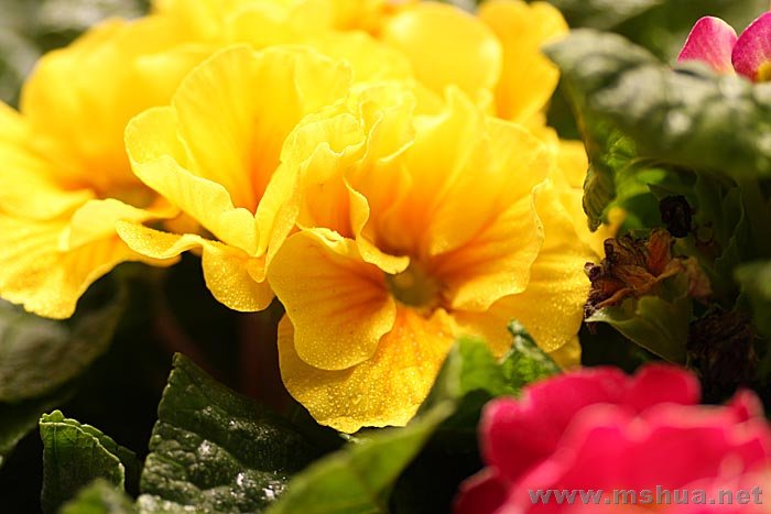 ŷ����ϸ��