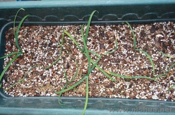 FEN�����Ļ���