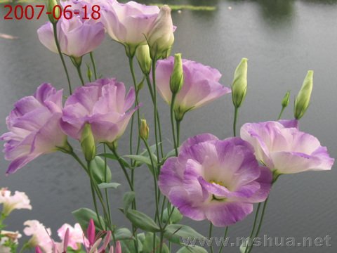 ���ǽ����Ҽҿ���С��