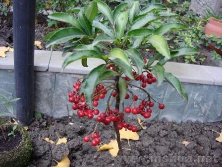 ��֪���ĺ��