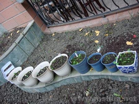 �����ֶ���������Ѿ���ѿ�ˣ������ĺ������¶�̫�͵�Ե��