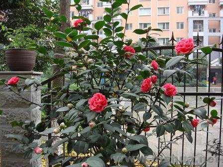 �����Ͻ��ûǰ���꿪�Ļ��ã���ɫ���ˣ���С�ˣ�����Ҳ��������