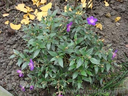 �ϰ�˵�����ĵ��