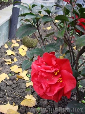 �����ķ�������˵�е�޴�