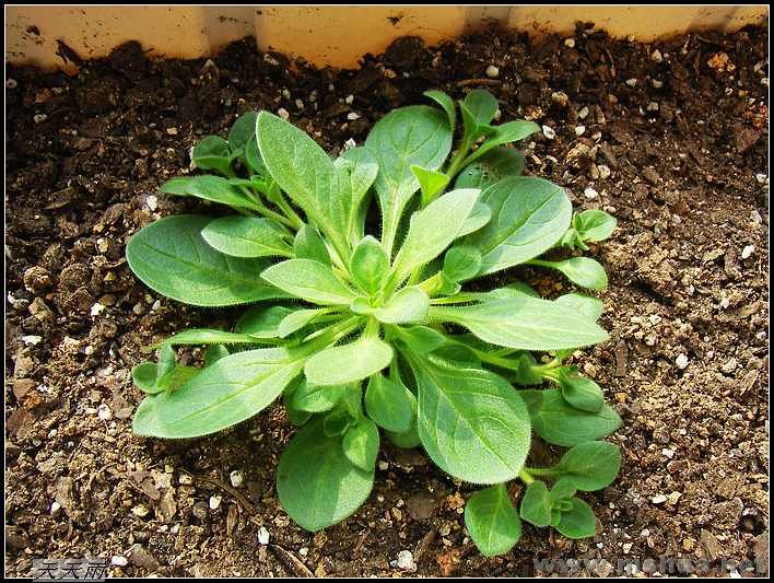 �о�����ƫ�׵�