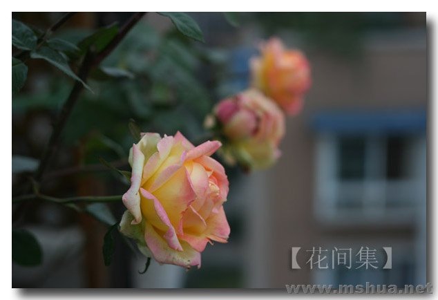 IMG_8956 ����.jpg