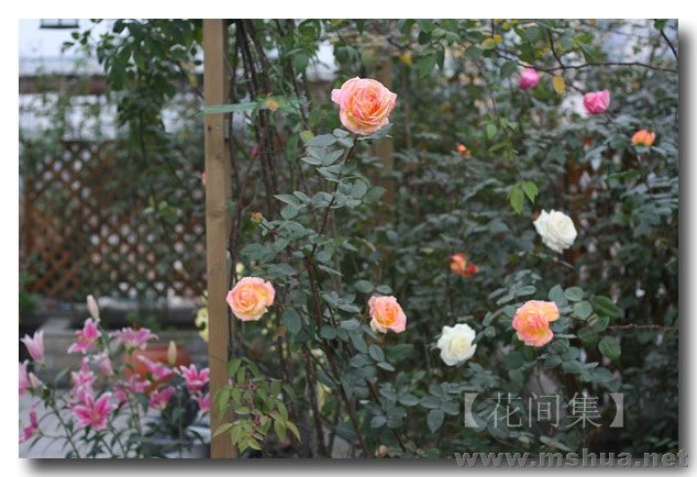 IMG_8955 ����.jpg